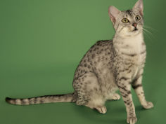 egyptian mau widescreen wallpaper