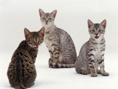 female silver egyptian mau with two of her 14 week kittens