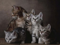 european shorthair kittens