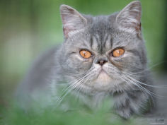 exotic shorthair cat blue tabby
