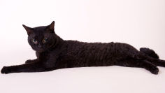 german rex lying black hair green eyes