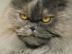 close view of a grey himalayan cat