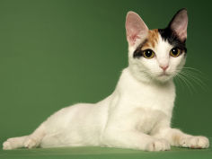 japanese bobtail desktop wallpaper