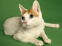 japanese bobtail hd wallpaper
