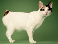 japanese bobtail wallpaper