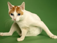 japanese bobtail widescreen