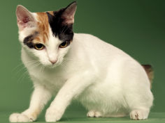 japanese bobtail widescreen wallpaper