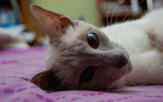 small head and big blue eyes of javanese cat wallpaper
