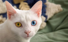 khao manee odd eyed cat