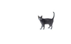 korat green eyes grey hair standing