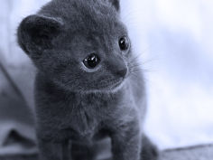 korat grey hair standing kitten