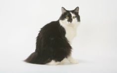 cute kurilian bobtail