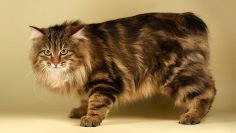 kurilian bobtail black hair brown hair