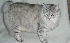 kurilian bobtail