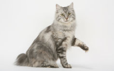 kurilian bobtail white background