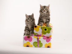 cat maine coon background