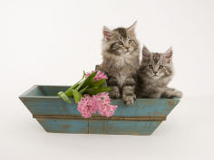 cat wallpaper maine coon