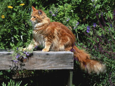 domestic cat maine coon breed