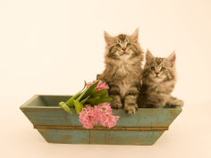 maine coon 10