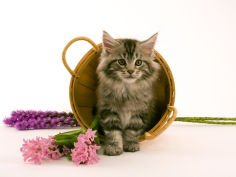 maine coon 11