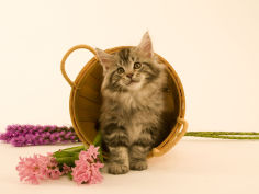 maine coon 12