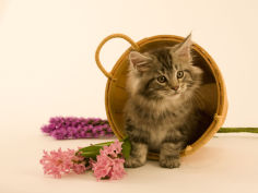 maine coon 13