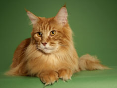 maine coon 14