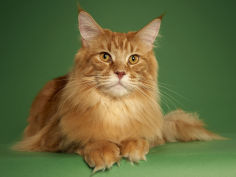maine coon 15
