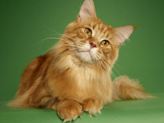 maine coon 16