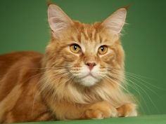 maine coon 17