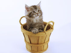 maine coon 18