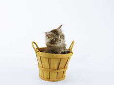 maine coon 20