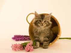 maine coon 21