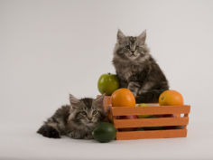 maine coon 22