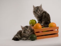 maine coon 23