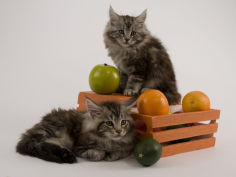 maine coon 24