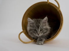 maine coon 25