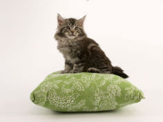 maine coon 26