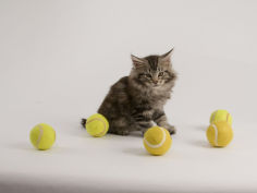 maine coon 27