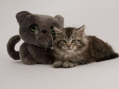 maine coon 28