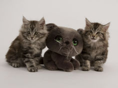 maine coon 29
