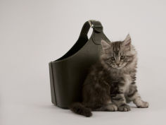 maine coon 30