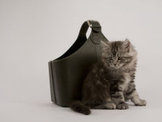 maine coon 32