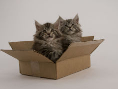 maine coon 33