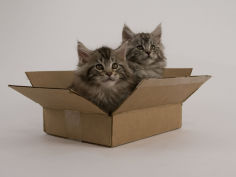 maine coon 34