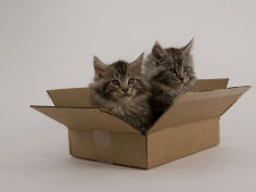 maine coon 35