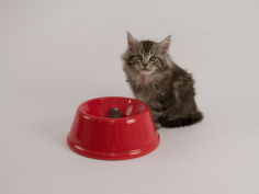 maine coon 36