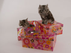 maine coon 37