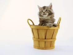 maine coon 38