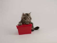 maine coon 40